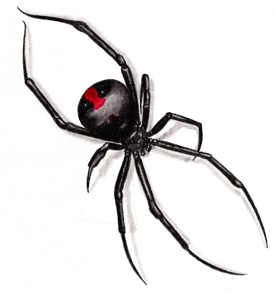 araignée veuve noire